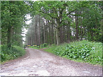 SJ5570 : Delamere Forest path by M J Richardson