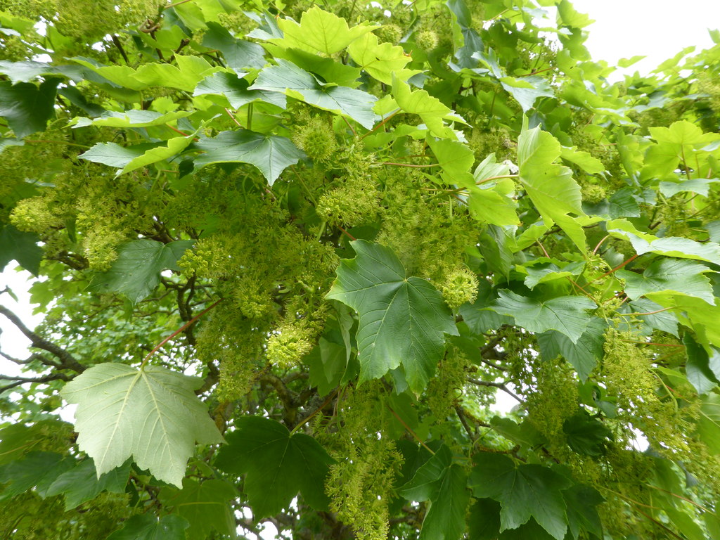 Tree In Flower Bob Harvey Geograph Britain And Ireland