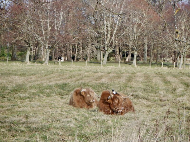 Highland Cattle Mortonhall Richard Webb Geograph Britain And Ireland