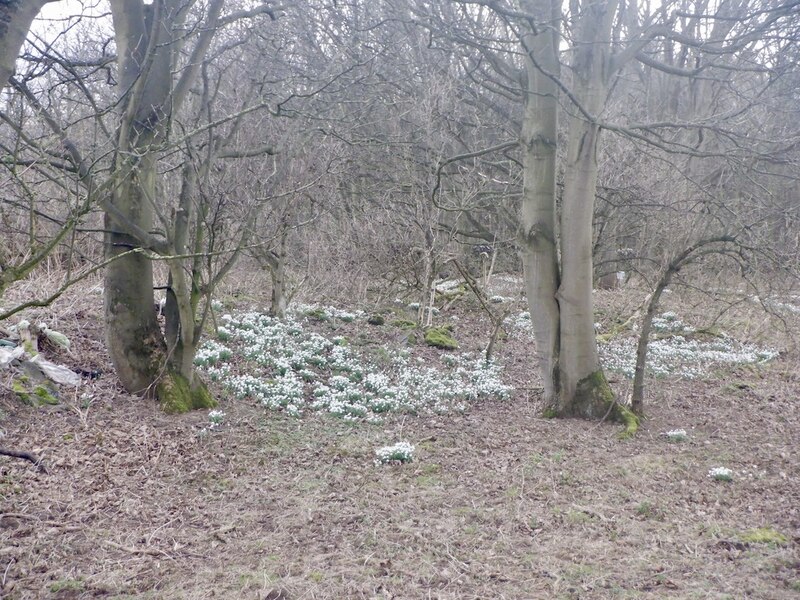 Snowdrops Richard Webb Geograph Britain And Ireland