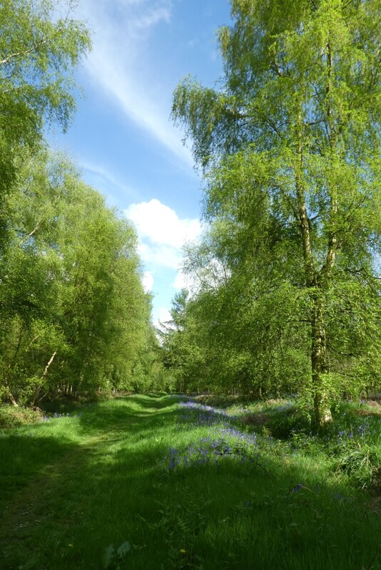 Path In Redhouse Wood Ds Pugh Geograph Britain And Ireland