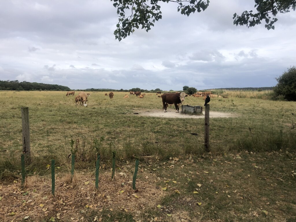 Cattle Grazing On The Marshes Eirian Evans Geograph Britain And