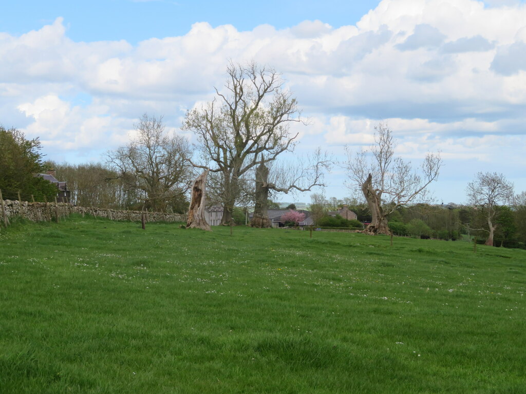 Old Ash Trees M J Richardson Geograph Britain And Ireland