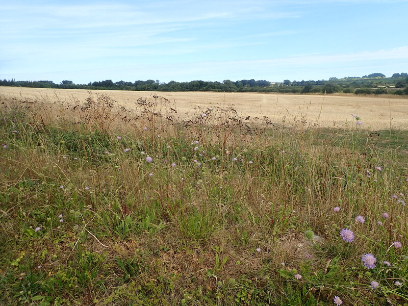 Field Margin Flowers Eirian Evans Geograph Britain And Ireland