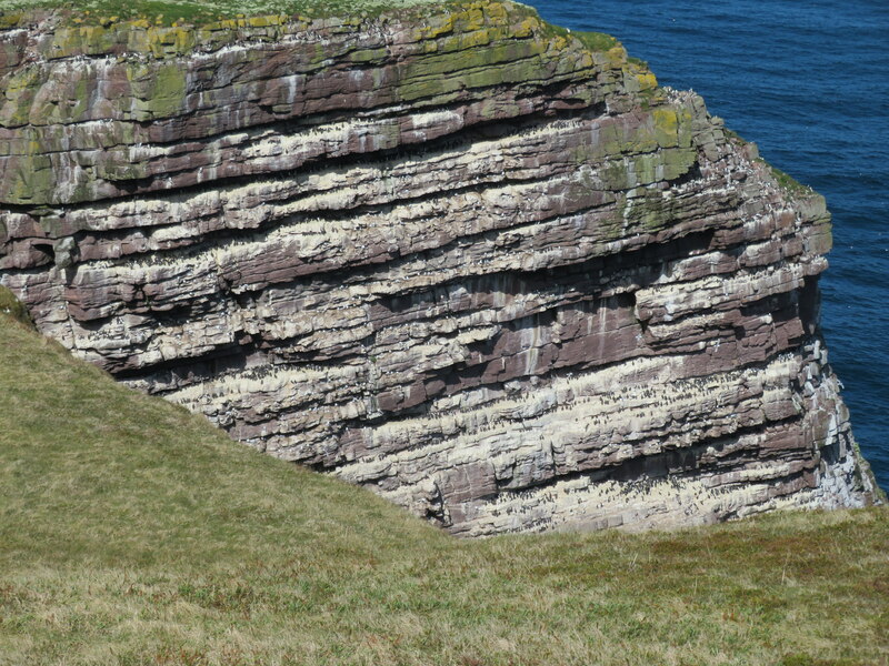 Count The Guillemots Gordon Hatton Geograph Britain And Ireland