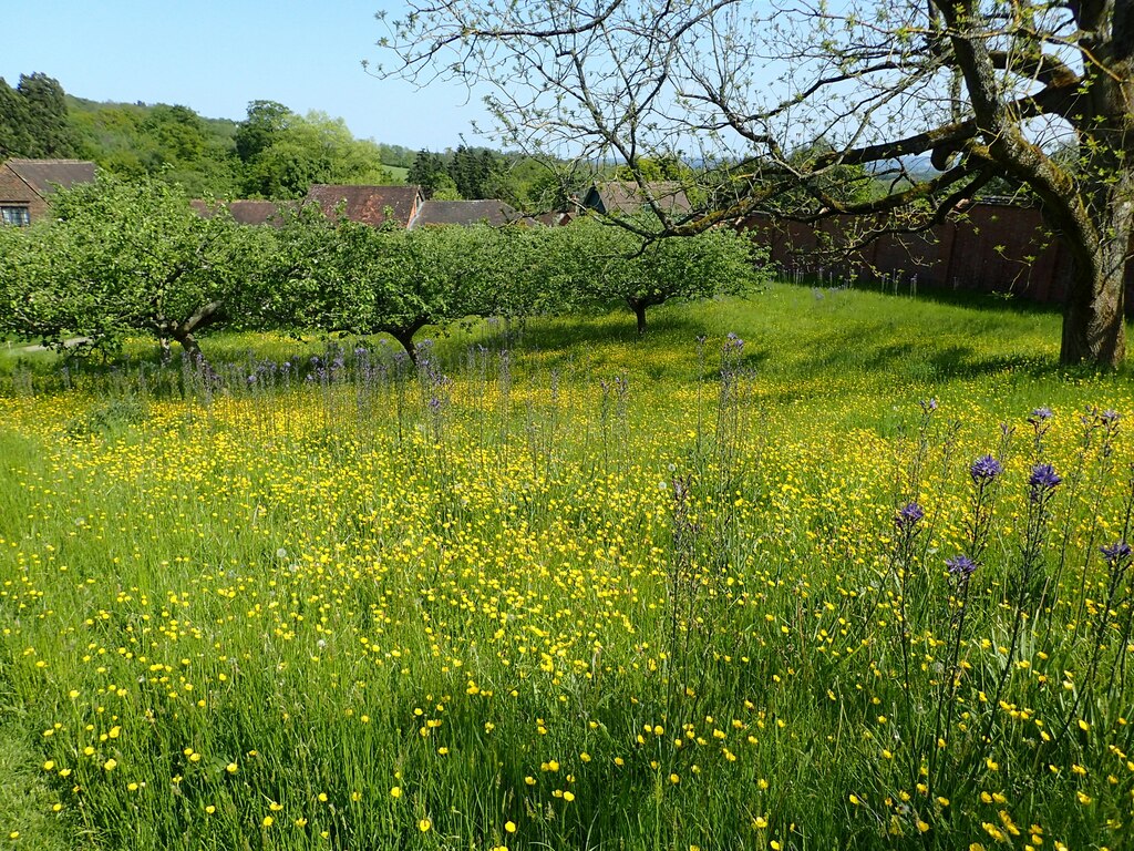 Buttercups At Chartwell Marathon Geograph Britain And Ireland