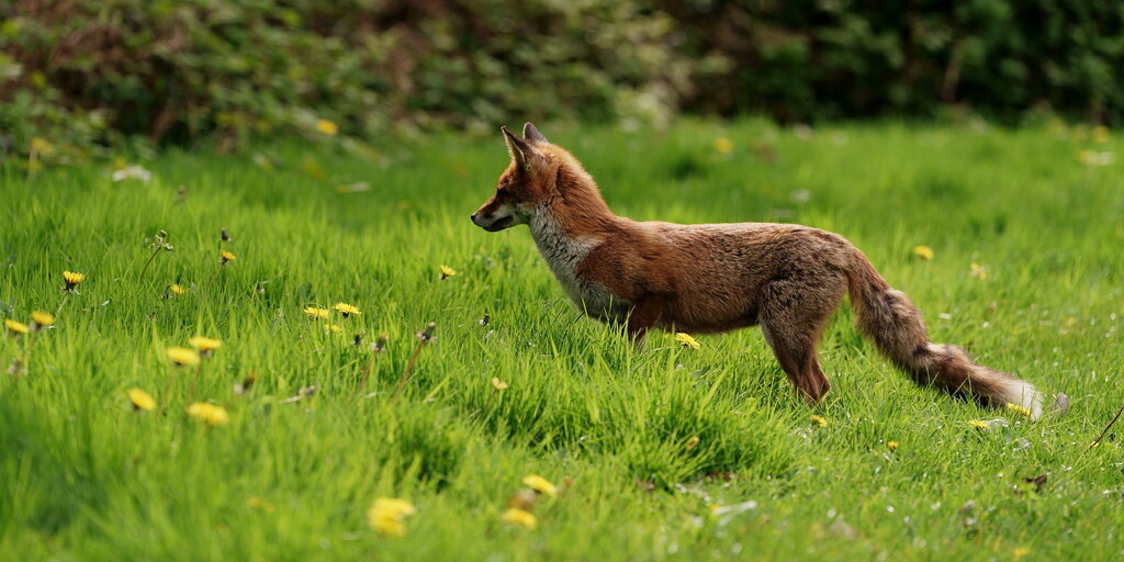 Vixen Peter Trimming Geograph Britain And Ireland