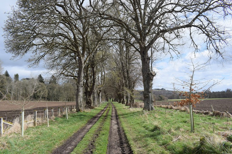 Track Between The Trees On The Rosehaugh Bill Harrison Geograph