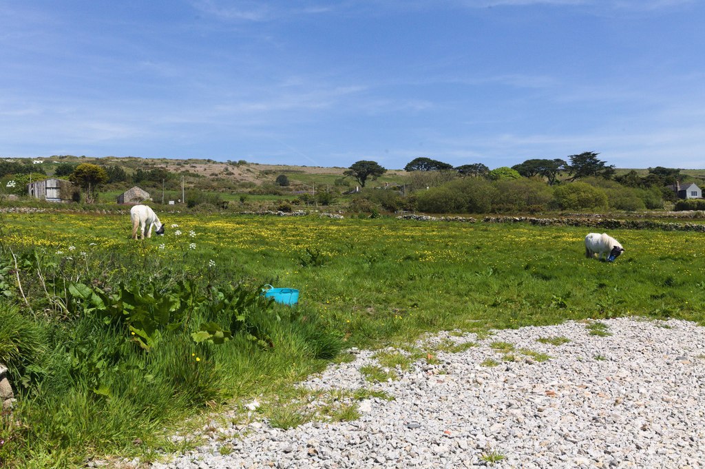 Buttercup Meadow Elizabeth Scott Geograph Britain And Ireland