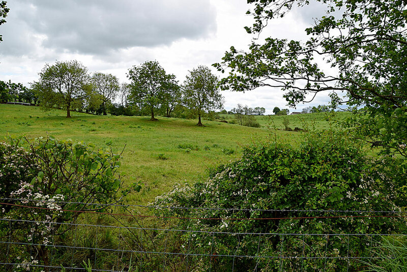 Trees Drumnakilly Kenneth Allen Geograph Ireland