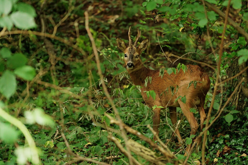 Roe Deer Peter Trimming Geograph Britain And Ireland