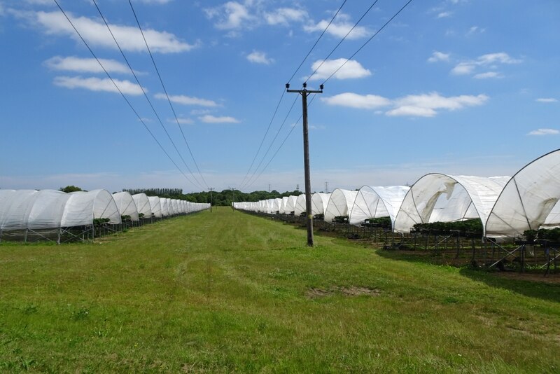 Polytunnels At Wested Farm DS Pugh Geograph Britain And Ireland