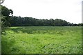 Wet meadow and Ivy Wood