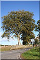 Tree at Newmachar road junction