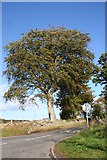 NJ8616 : Tree at Newmachar road junction by Andrew Wood