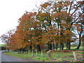 Autumn trees