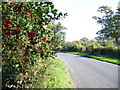 Hungry Hill Lane