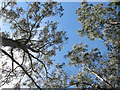 NR9897 : Trees in Crarae Forest Gardens by Dannie Calder