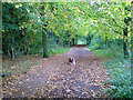 Lime tree avenue on Hardwick Heath