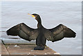 A cormorant (Phalacrocorax carbo) at Eyemouth harbour