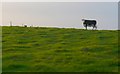 Cattle near the Ridgeway, Puddletown