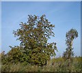 Trees by the Side of the Grantham Canal