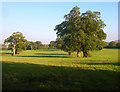 Pasture near Gerston Farm