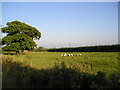 Sheep near Leffey Hall Buxhall