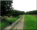 Farm track towards Pickwell