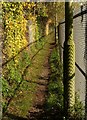 Path beside the railway, Norton Fitzwarren