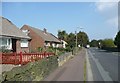 Palm trees, Moorlands Road, Mount, Longwood