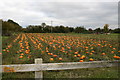 Field of pumpkins in Hinton Waldrist