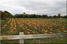 SU3798 : Field of pumpkins in Hinton Waldrist by andrew auger