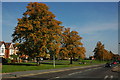 Autumn colours, Barnard