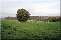 Field on Benenden Road, East End, Kent