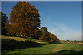 Trees on Malvern Common