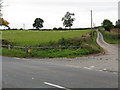 Sheep grazing alongside the lane to Newton Farm