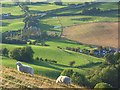 Sheep on Caer Caradoc