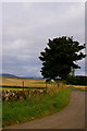 Geese Flying over Sandyford Farmlands