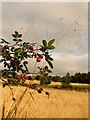 Rosehips and autumn colours