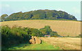 View to Milldown Wood