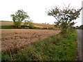 Storm-damaged barley crop