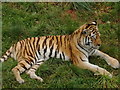 SD2375 : Tiger at South Lakes Wild Animal Park by Darrin Antrobus