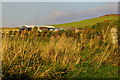 View of Ledmore Farm, Menmuir, Angus