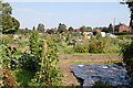 Allotments, Fordingbridge, Hampshire