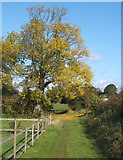 TM0461 : Tree at track corner near Dagworth by Andrew Hill