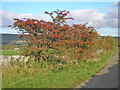 Hawthorn bush