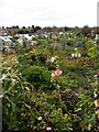 Allotments Dewsbury Road