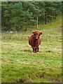 NT1251 : Highland cattle at North Slipperfield by Gordon Brown