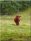 NT1251 : Highland cattle at North Slipperfield by Gordon Brown